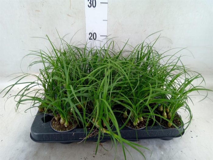 <h4>Nolina recurvata   ...</h4>