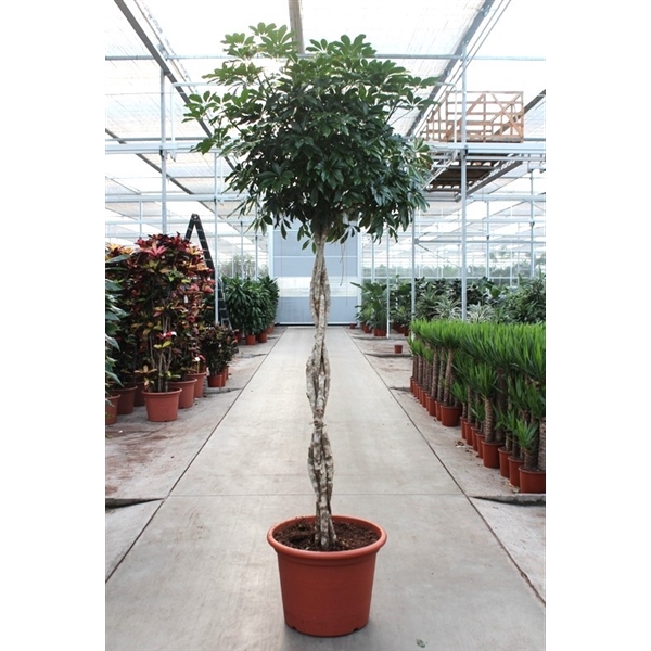 <h4>Schefflera arboricola 'Compacta'</h4>