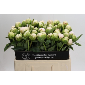 Paeonia Mothers Choice