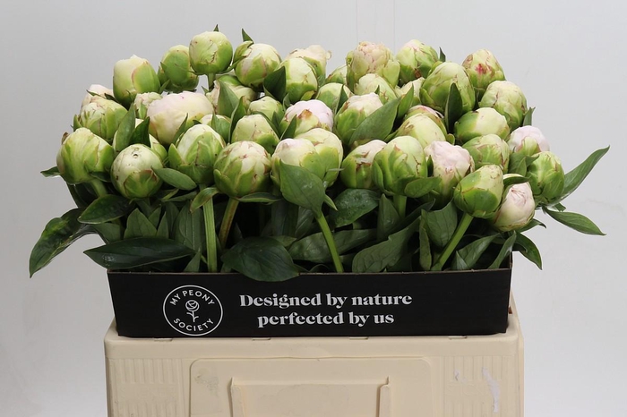 <h4>Paeonia Mothers Choice</h4>