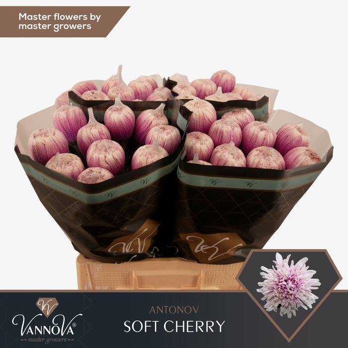 <h4>Chrysanten Chr G Antonov Northern Light</h4>