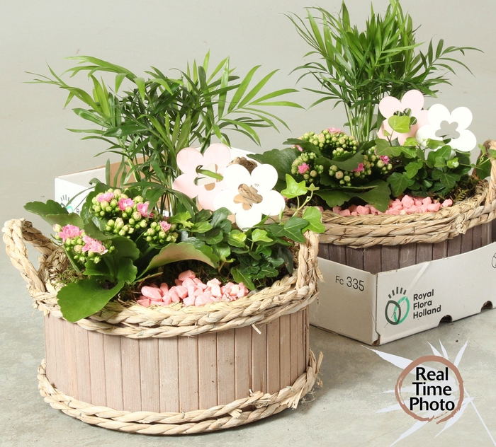 <h4>ARR KAMERPL</h4>