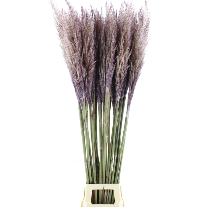 <h4>Corta N L Lavender Abs</h4>