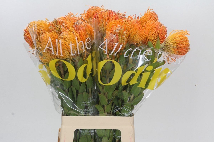 <h4>Nutans Jelena</h4>