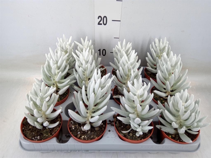 <h4>Senecio   ...</h4>