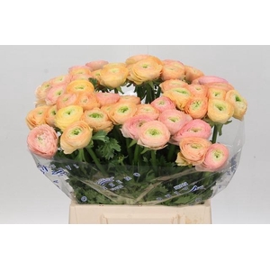 Ranunculus Clooney Tuareq Extra