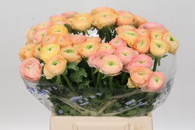 <h4>Ranunculus Clooney Tuareq Extra</h4>