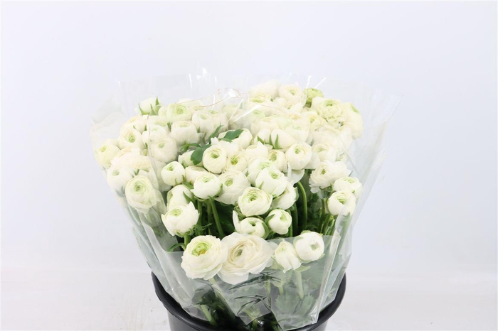 <h4>Ran Elegance White</h4>