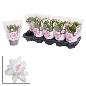 Schlumbergera - 10,5 cm - White (Malissa)