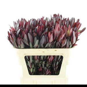 Leucad Saf Sunset 70 Cm