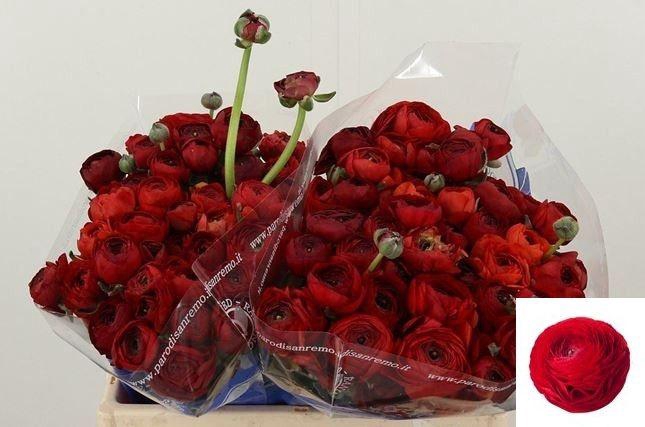 <h4>RAN SU TANGO</h4>