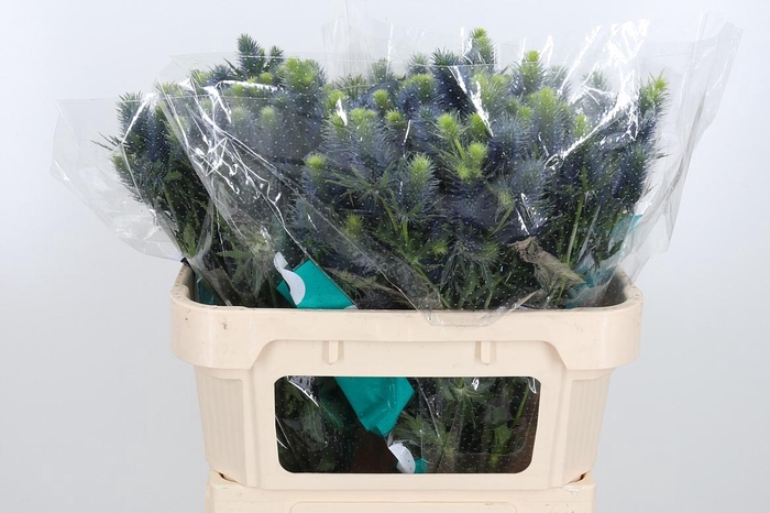 <h4>Eryn Supernova Qstar</h4>