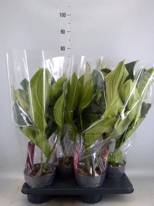 <h4>Medinilla magn.</h4>