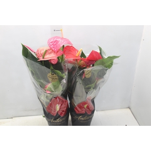 ANTHURIUM VARIADO P17 PREMIUM