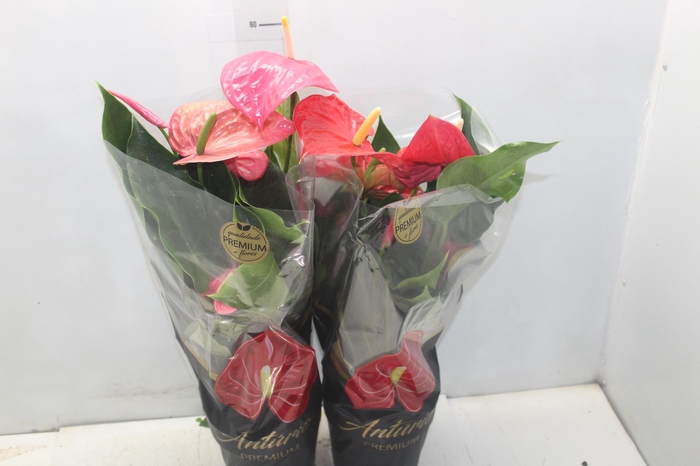 <h4>ANTHURIUM VARIADO P17 PREMIUM</h4>