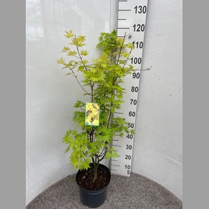 ACER PA ORANGE DREAM