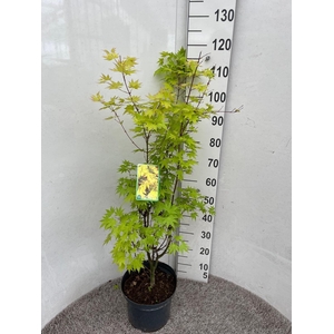 ACER PA ORANGE DREAM