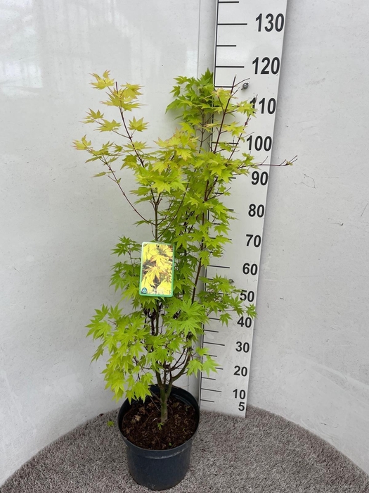 <h4>ACER PA ORANGE DREAM</h4>