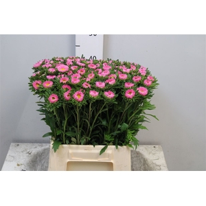 Callis Mats Pink