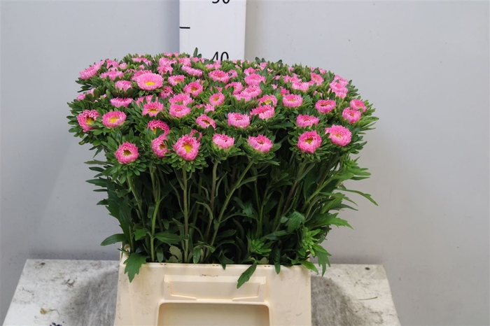 <h4>Callis Mats Pink</h4>