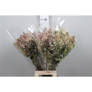 Syr Hy Maidens Blush 4+