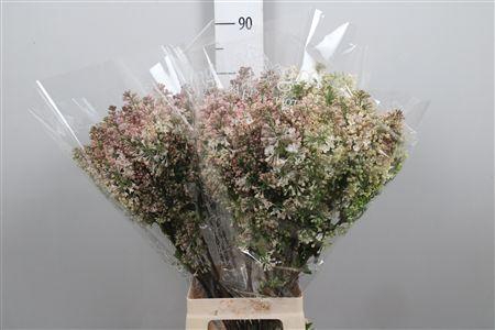 <h4>Syr Hy Maidens Blush 4+</h4>