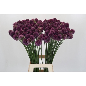 Allium 'Sphaerocephalon'