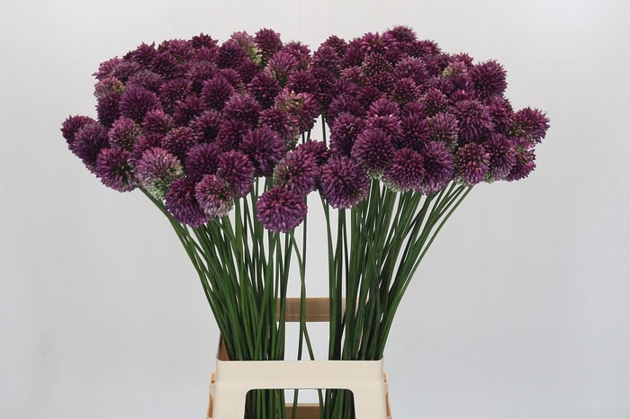 <h4>Allium 'Sphaerocephalon'</h4>