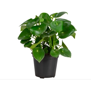 PEPEROMIA POLYBOTRYA RAINDROP P20