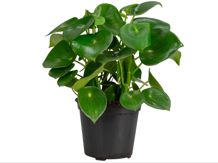 <h4>PEPEROMIA POLYBOTRYA RAINDROP P20</h4>