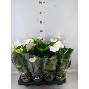 Anthurium andr. 'Alpine'