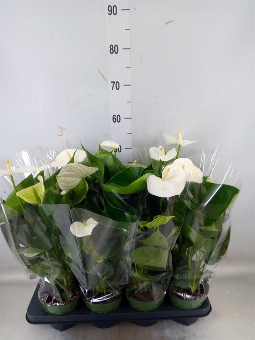 <h4>Anthurium andr. 'Alpine'</h4>
