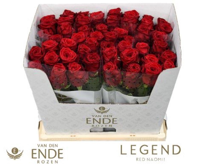 <h4>Rosa large red naomi!</h4>