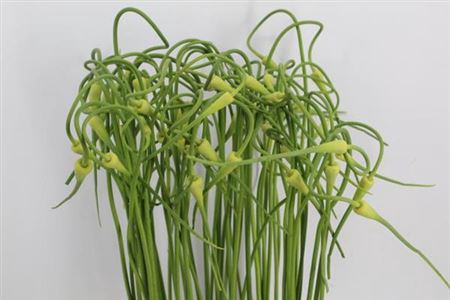 <h4>Allium Sat Ophioscor</h4>
