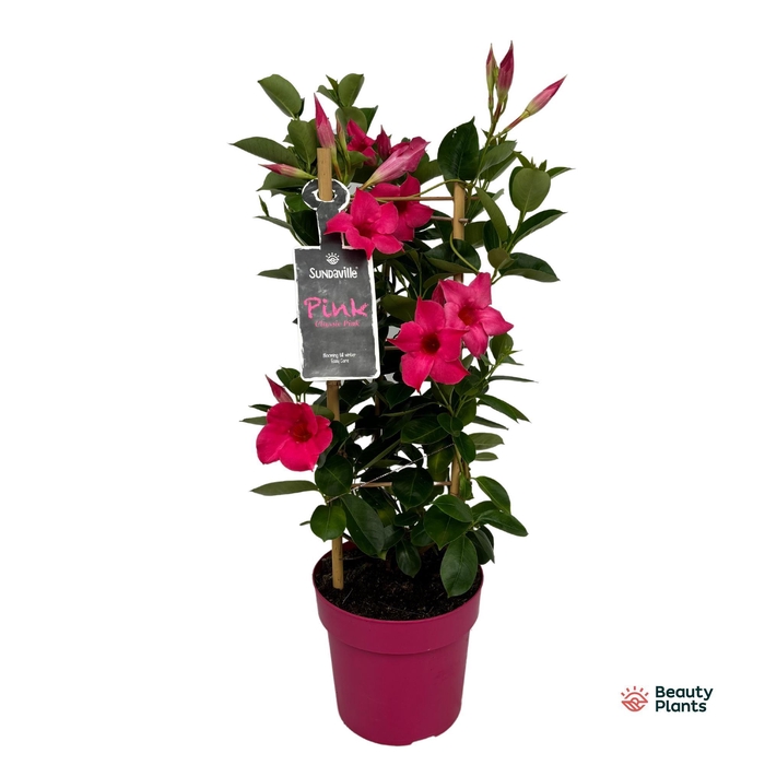 <h4>Mandevilla Sundaville Classic Pink in toren (Dipladenia)</h4>