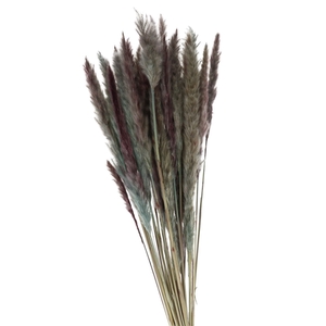 Dried flowers Pampass grass fluffy 80cm