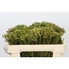 Kaaps Groen Abrotanum