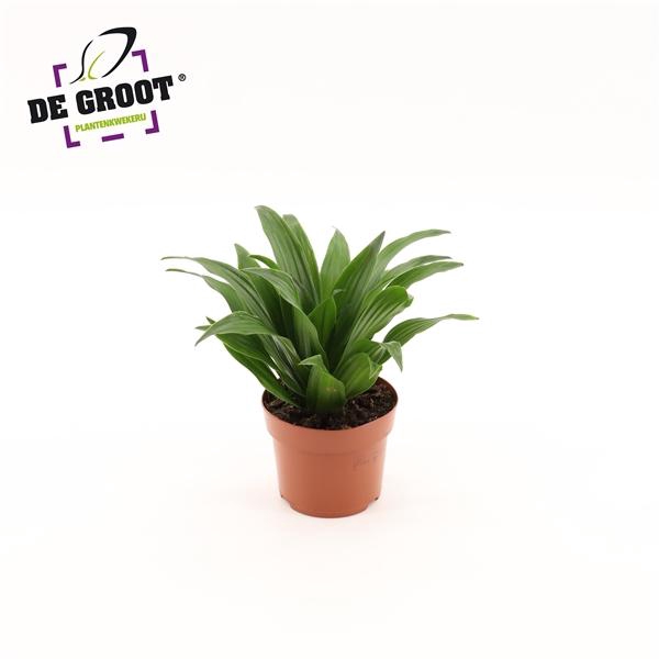 <h4>Dracaena compacta kopstek</h4>