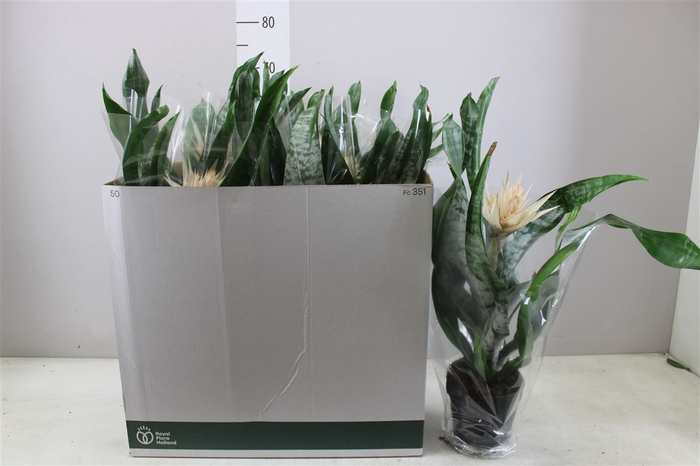 <h4>Aechmea Fasciata Prontoo</h4>