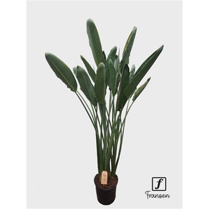 F Strelitzia Reginae(in knop)