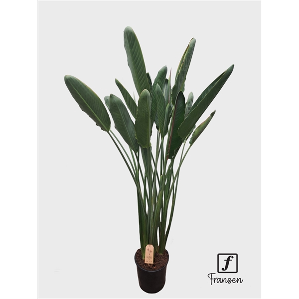 <h4>F Strelitzia Reginae(in knop)</h4>