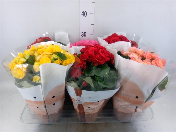 <h4>Begonia elat. DU   ...mix</h4>