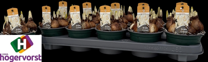 <h4>NARC D BRIDAL CROWN</h4>