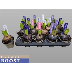 Hyacin Pear Gem 4 Kl