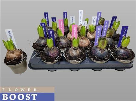 <h4>Hyacin Pear Gem 4 Kl</h4>