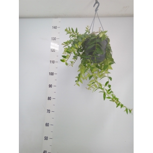Aeschynanthus  'Caro Improved'