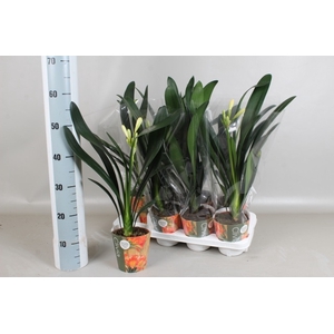 CLIVIA MI