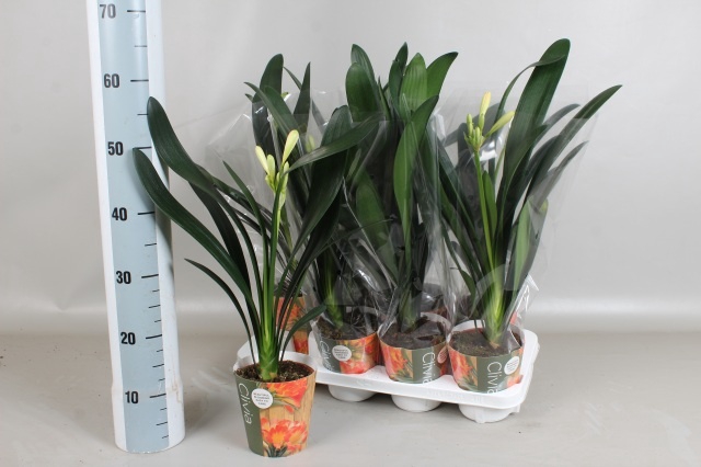 <h4>CLIVIA MI</h4>