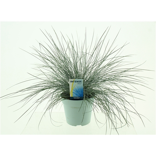 <h4>Festuca glauca Intense Blue®</h4>