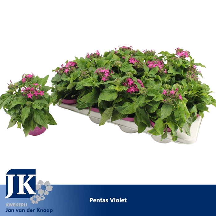 <h4>Pentas Graffiti Violet</h4>